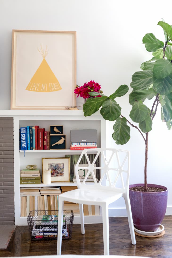 Fiddle Leaf Fig Care How to Grow & Maintain a Ficus Lyrata Plant